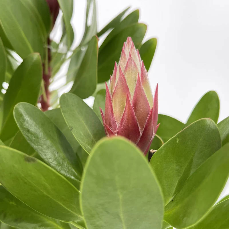 Protea Little Prince in Vaso da 17cm