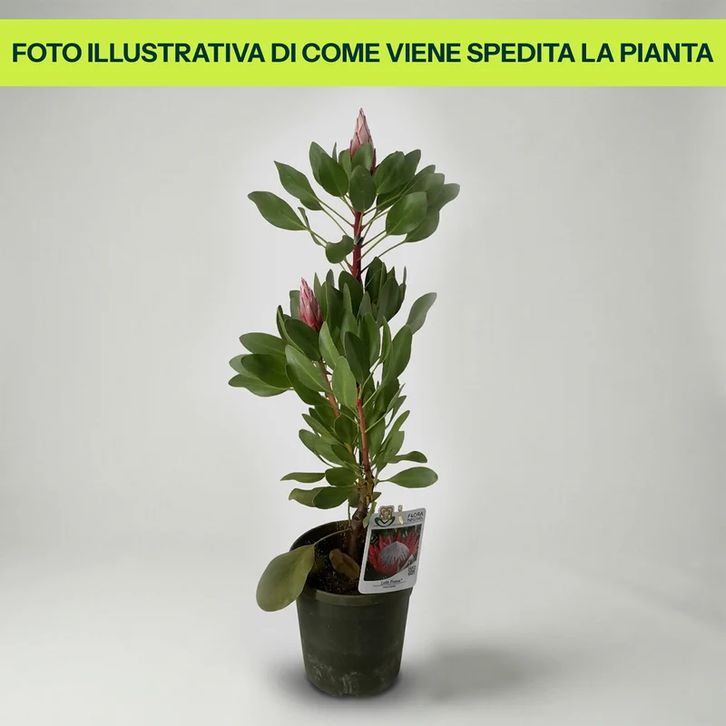Protea Little Prince in Vaso da 17cm