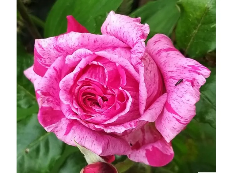 ROSA CRAZY FASHION GRANDE FIORE
