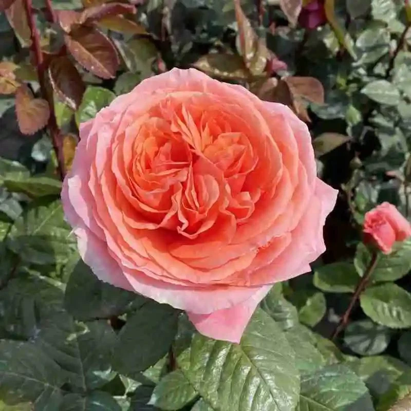 ROSA AMOUR DE MOLENE GRANDE FIORE