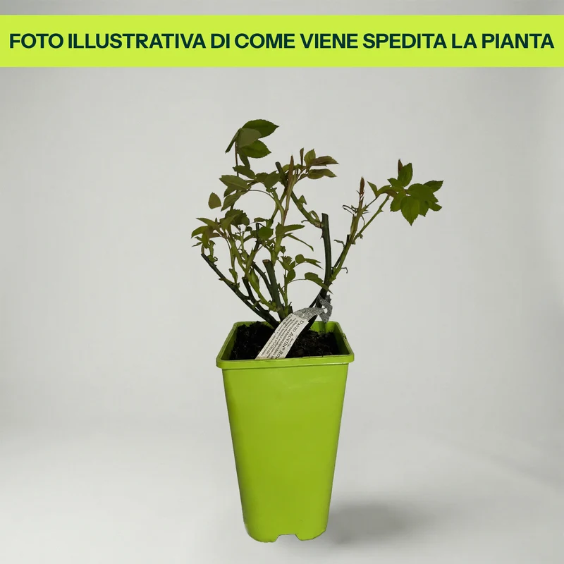 Rosa Thomas Beckett in Vaso da 19cm