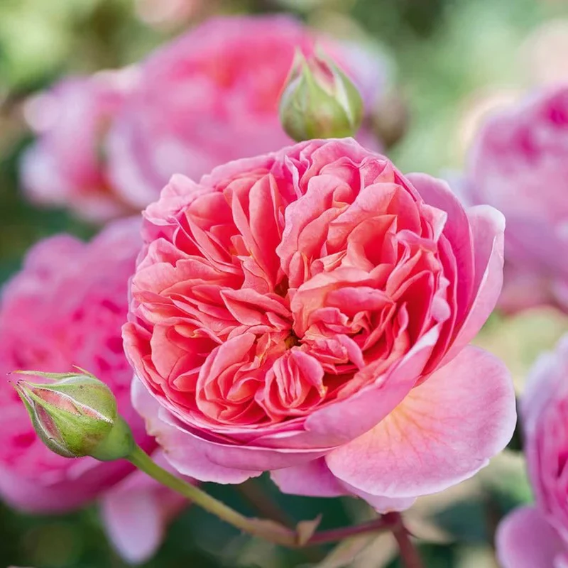 Rosa Boscobel in Vaso da 19cm