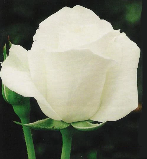 ROSA ALBA GARCIA IN VASO 19CM