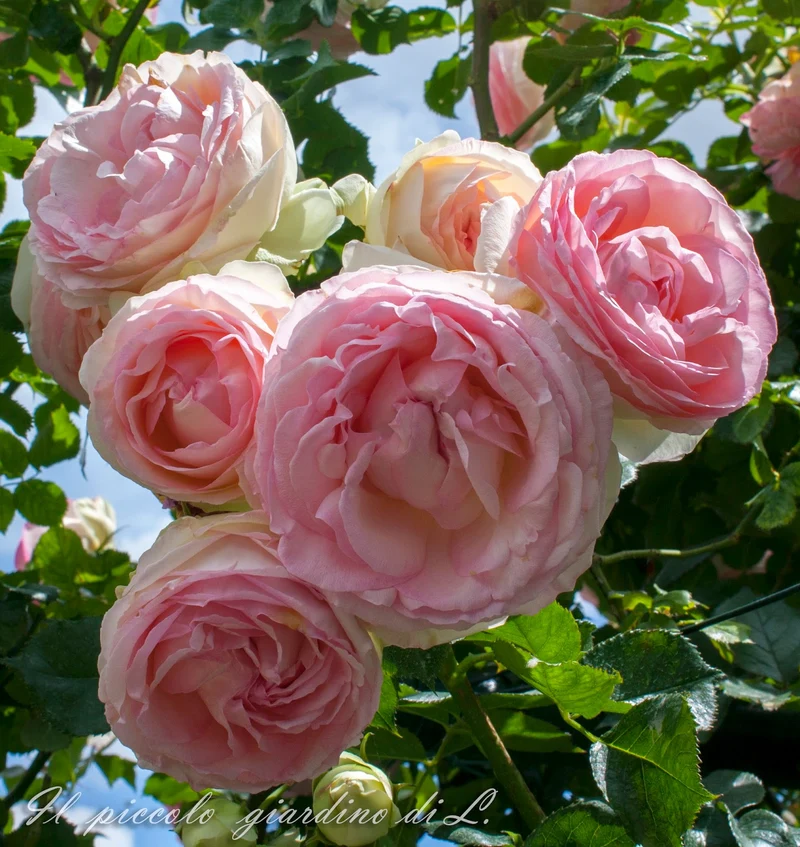 ROSA PIERRE DE RONSARD RAMPICANTE PROFUMATA IN VASO 19CM