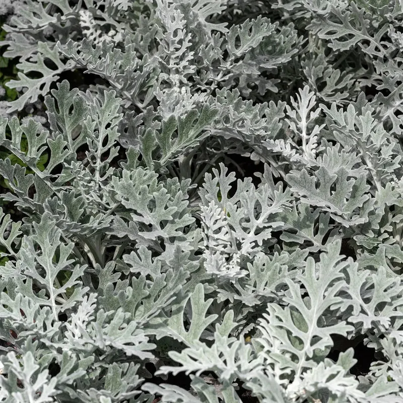 Cineraria Marittima in Vaso da 14cm