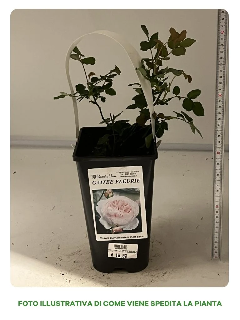 ROSA GAITEE FLEURIE IN VASO 17CM