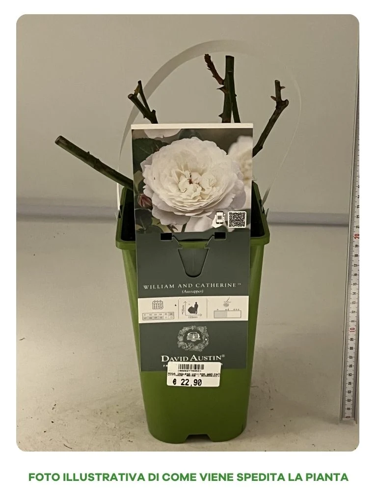 ROSA WILLIAM AND CATHERINE VASO 16CM