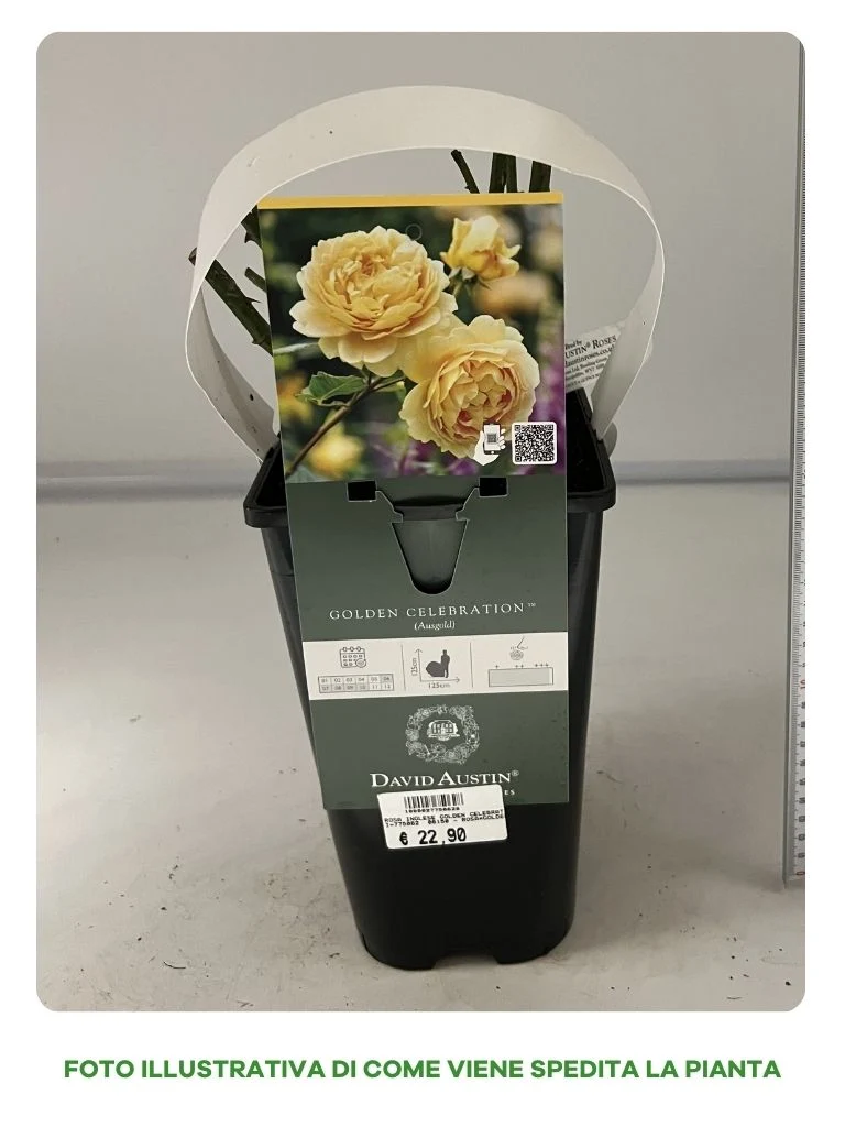 ROSA GOLDEN CELEBRATION VASO 16CM