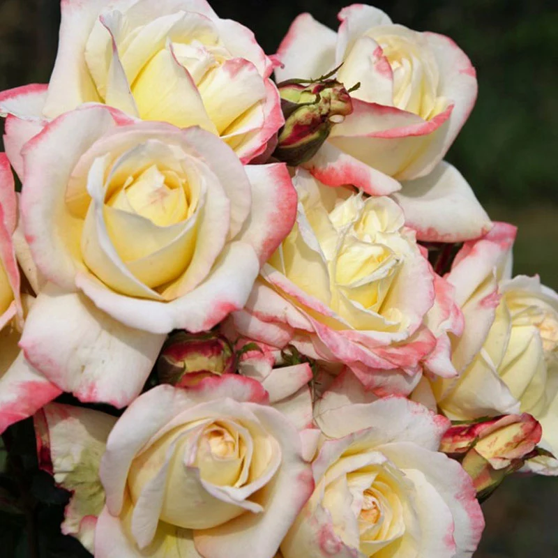 ROSA ATHENA IN VASO 14CM