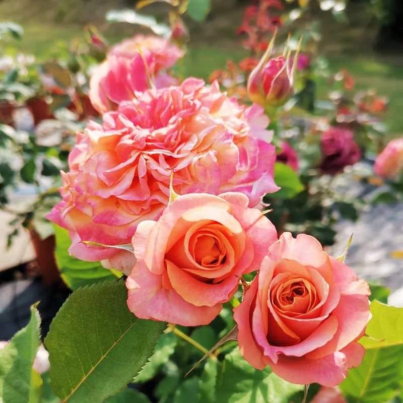 ROSA FLORIBUNDA LA VILLA COTTA IN VASO 14CM