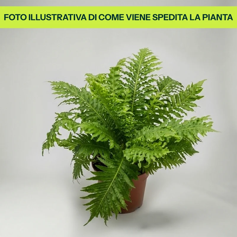 Blechnum Silver Lady in Vaso da 17cm