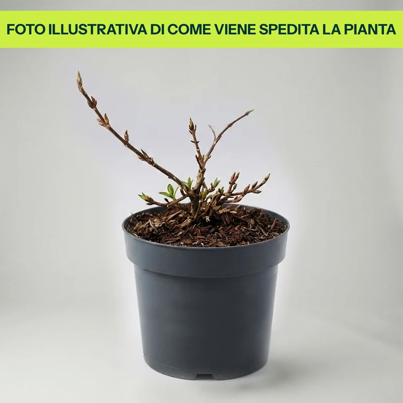 Hydrangea Macrophylla Runaway Bride in Vaso da 19cm