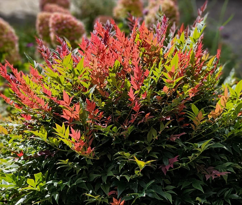 Nandina Obsessed in Vaso da 19cm