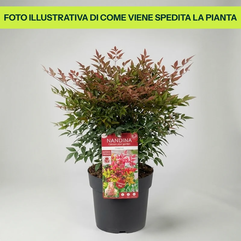 Nandina Obsessed in Vaso da 19cm