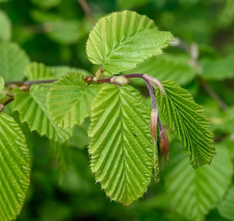 Carpinus Betulus in Vaso da 19cm