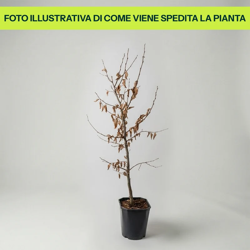 Carpinus Betulus in Vaso da 19cm