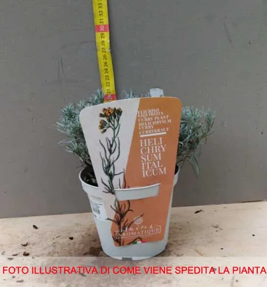 HELICHRYSUM ITALICUM ELICRISO IN VASO 14CM