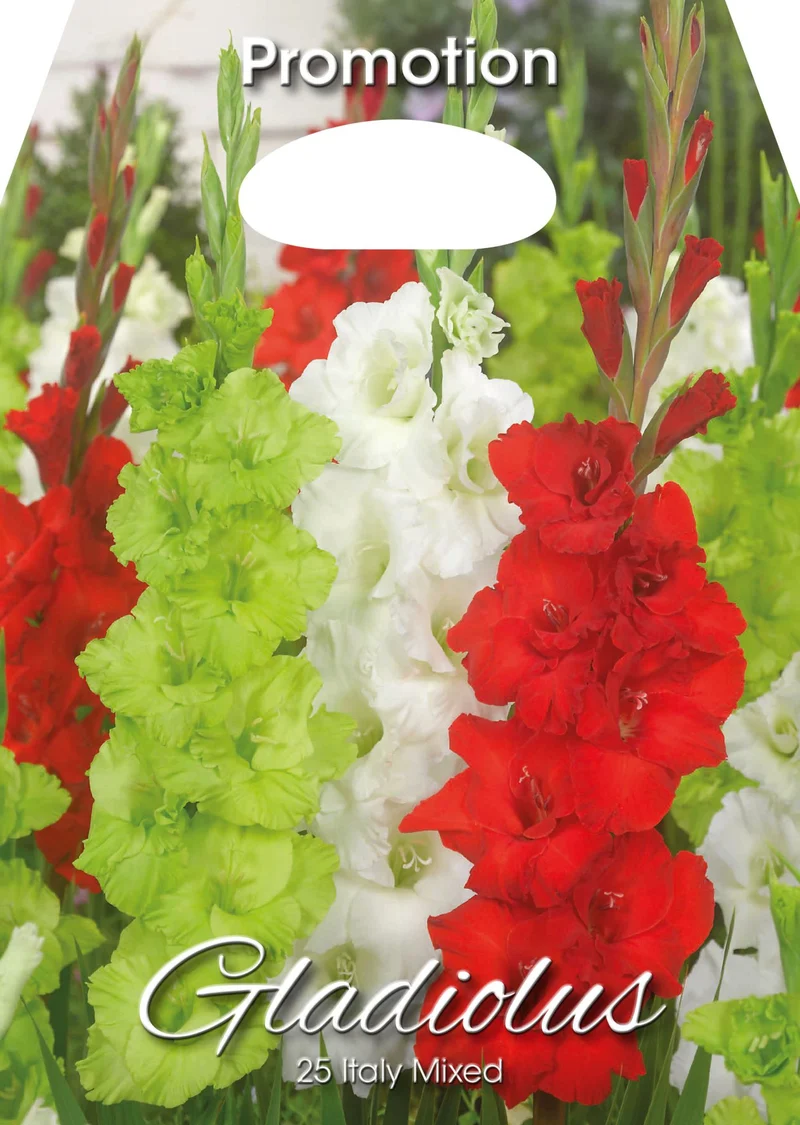 Gladioli Italy Mixed (CONFEZIONE DA 25 BULBI)