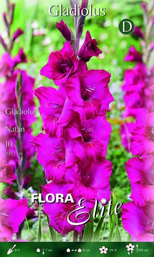 Gladioli Natan (CONFEZIONE DA 10 BULBI)