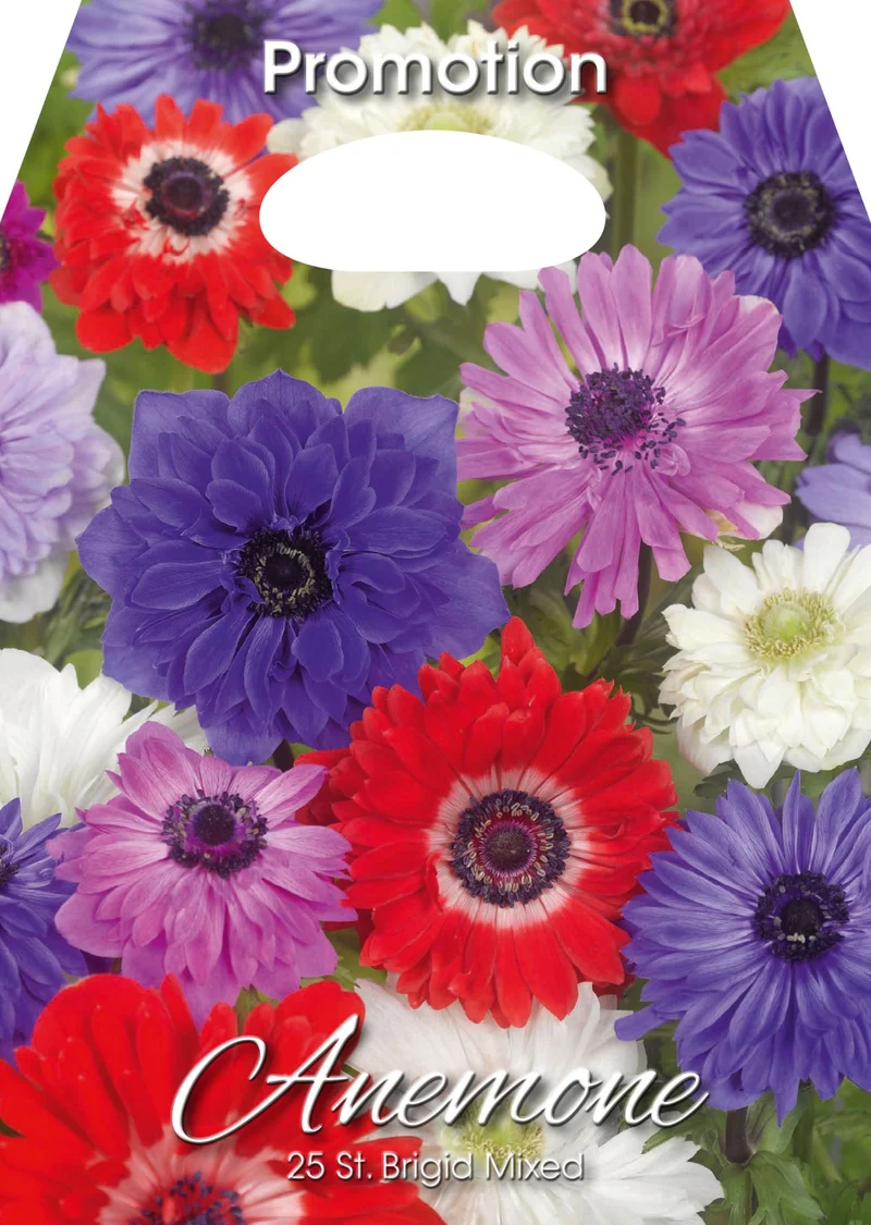 Anemone St. Brigid Mixed (CONFEZIONE DA 25 BULBI)