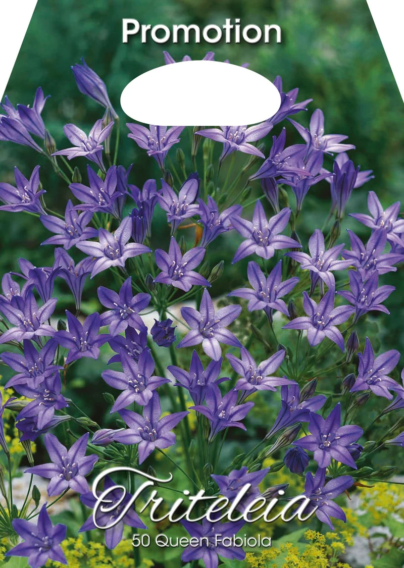 Triteleia Queen Fabiola (CONFEZIONE DA 50 BULBI)