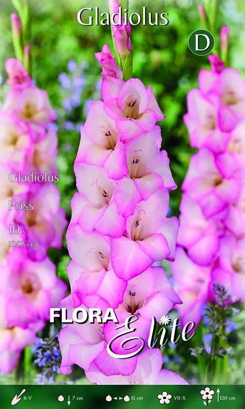 Gladioli Priss (CONFEZIONE DA 10 BULBI)