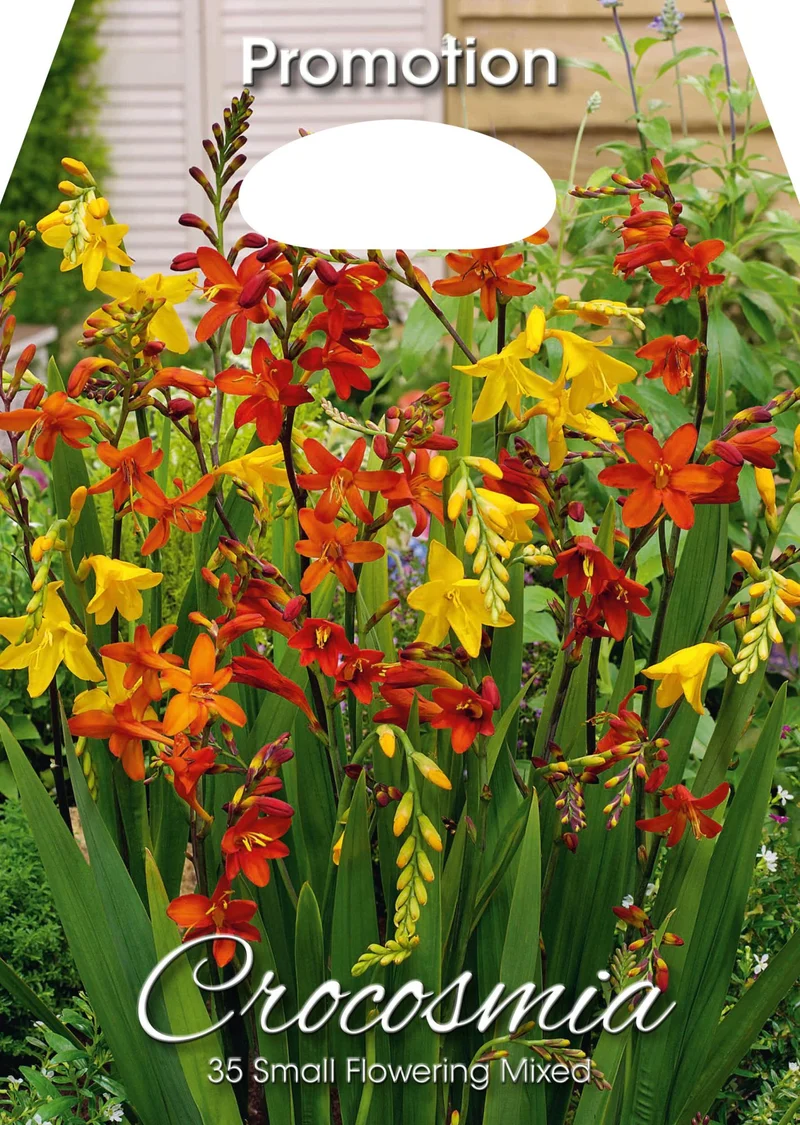 Crocosmia Small Flowering Mixed (CONFEZIONE DA 35 BULBI)