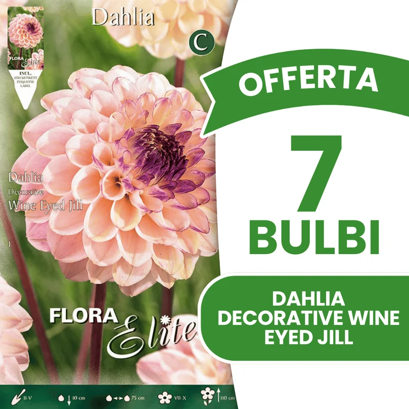 OFFERTA 7 BULBI DI DAHLIA DECORATIVE WINE EYED JILL