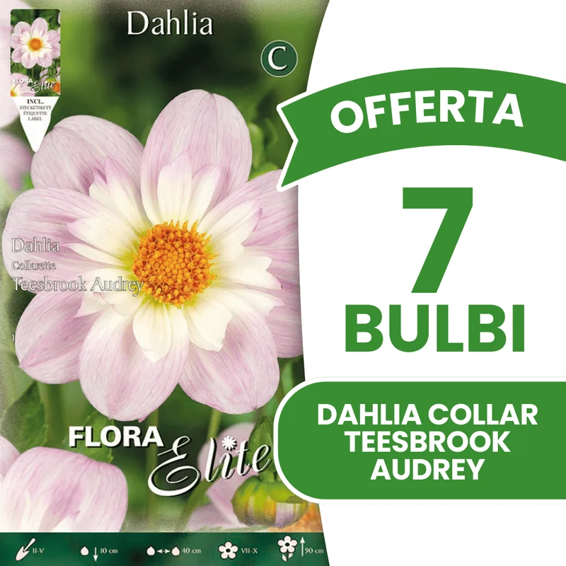 OFFERTA 7 BULBI DAHLIA COLLAR TEESBROOK AUDREY