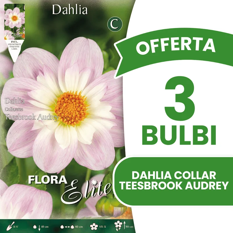 OFFERTA 3 BULBI DAHLIA COLLAR TEESBROOK AUDREY
