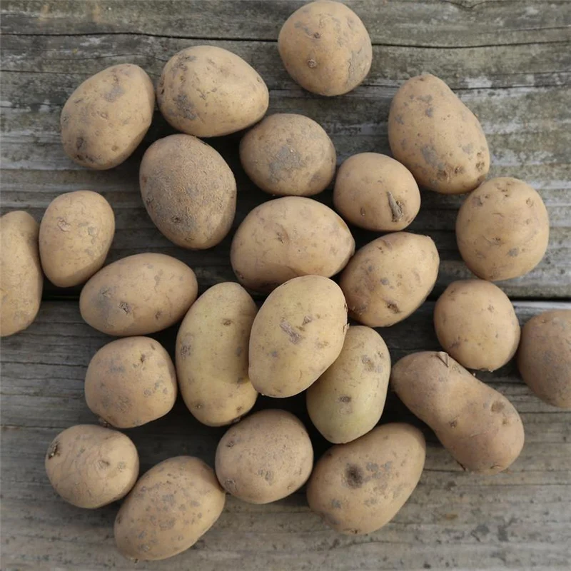 PATATA DOLWEN DE BRETAGNE DA SEMINARE 1.5KG