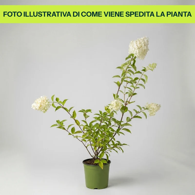 Hydrangea Paniculata Pastel Green in Vaso da 18cm