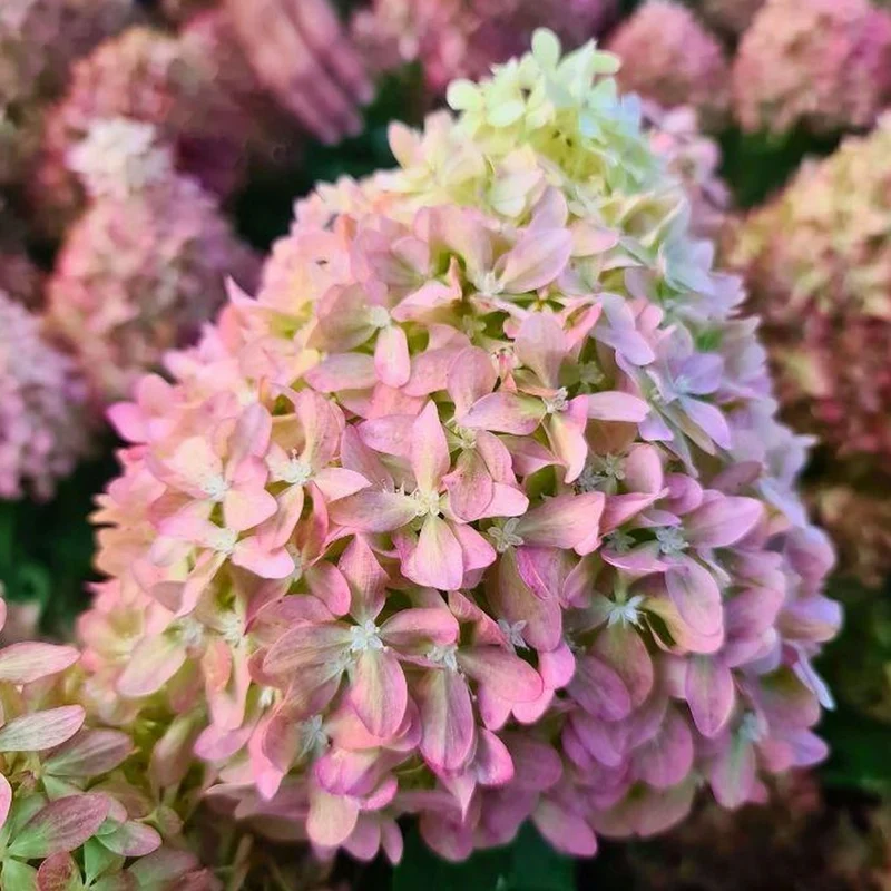 Hydrangea Paniculata “Pixio” in Vaso da 18cm