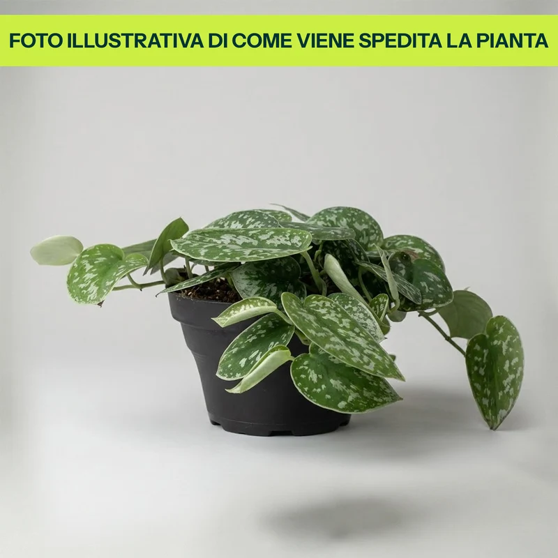 Scindapsus Pictum in Ciotola da 17cm