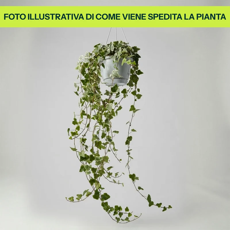 Edera Variegata White Wonder in Basket da 17cm