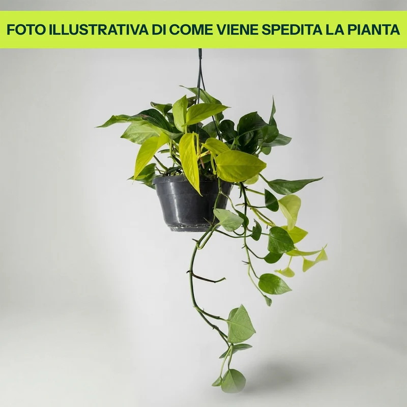 Epipremnum Neon Variegato Tre Colori in Basket da 15cm