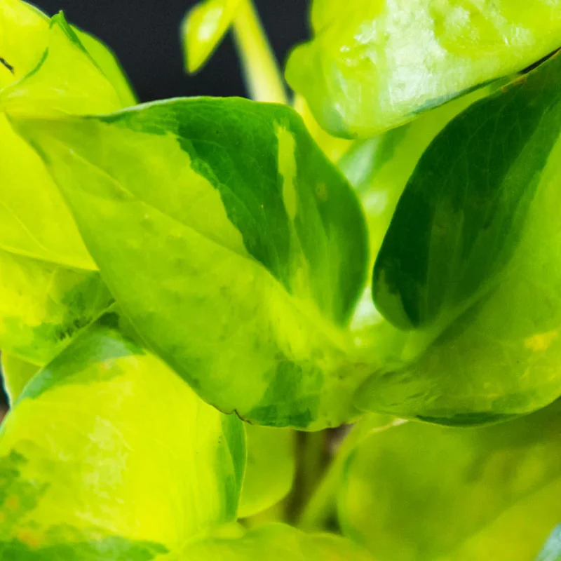 Epipremnum Neon Variegato in Vaso da 12cm