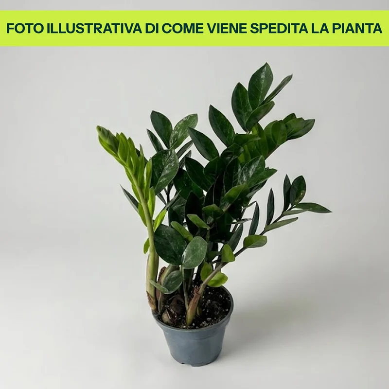 Zamioculcas in Vaso da 12cm