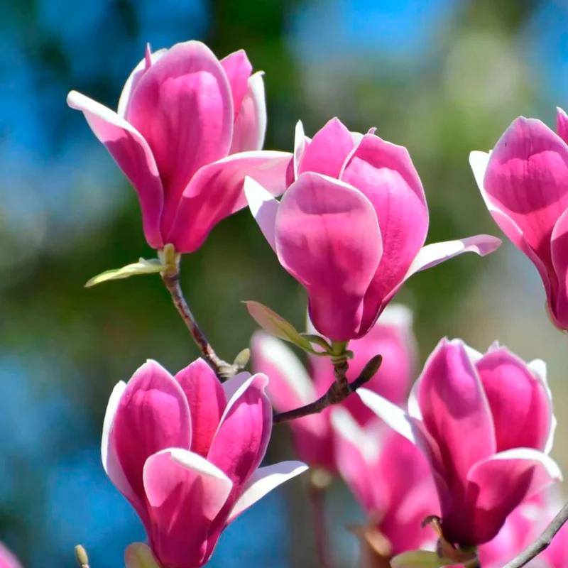 Magnolia Susan in Vaso da 21cm