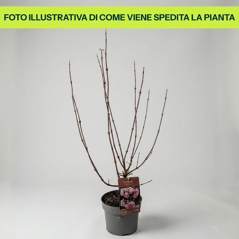 Viburnum Bodnantense Charles Lamont in Vaso da 15cm