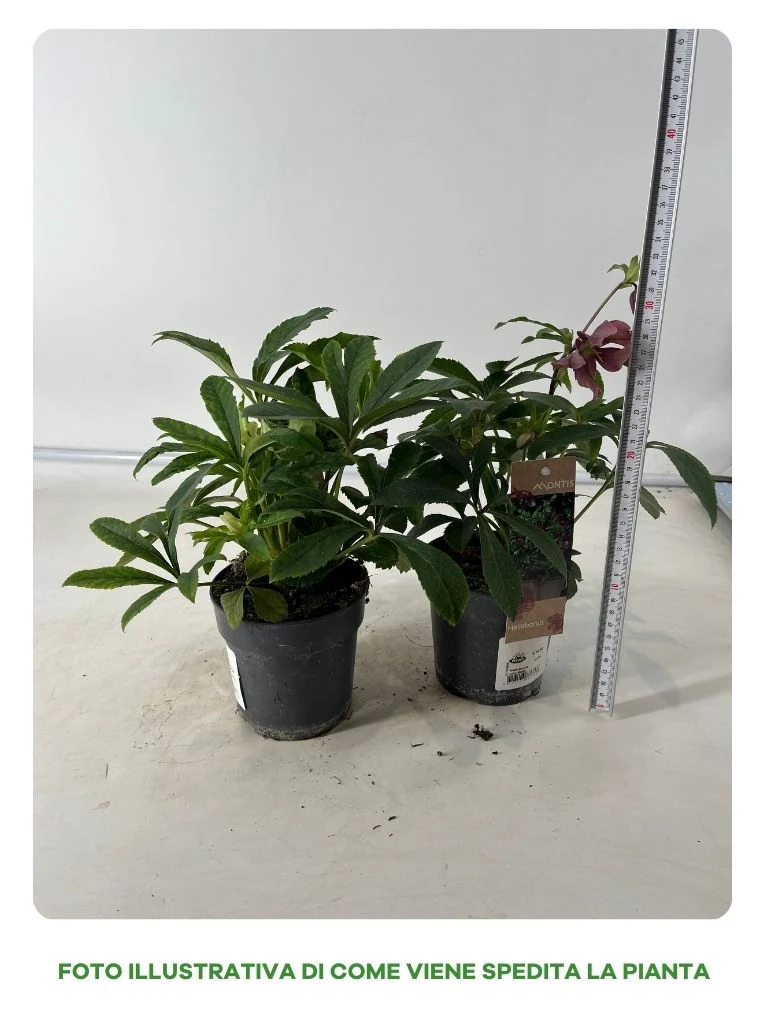 HELLEBORUS ORIENTALIS IN VASO DA 12CM BIANCO O ROSA SCURO