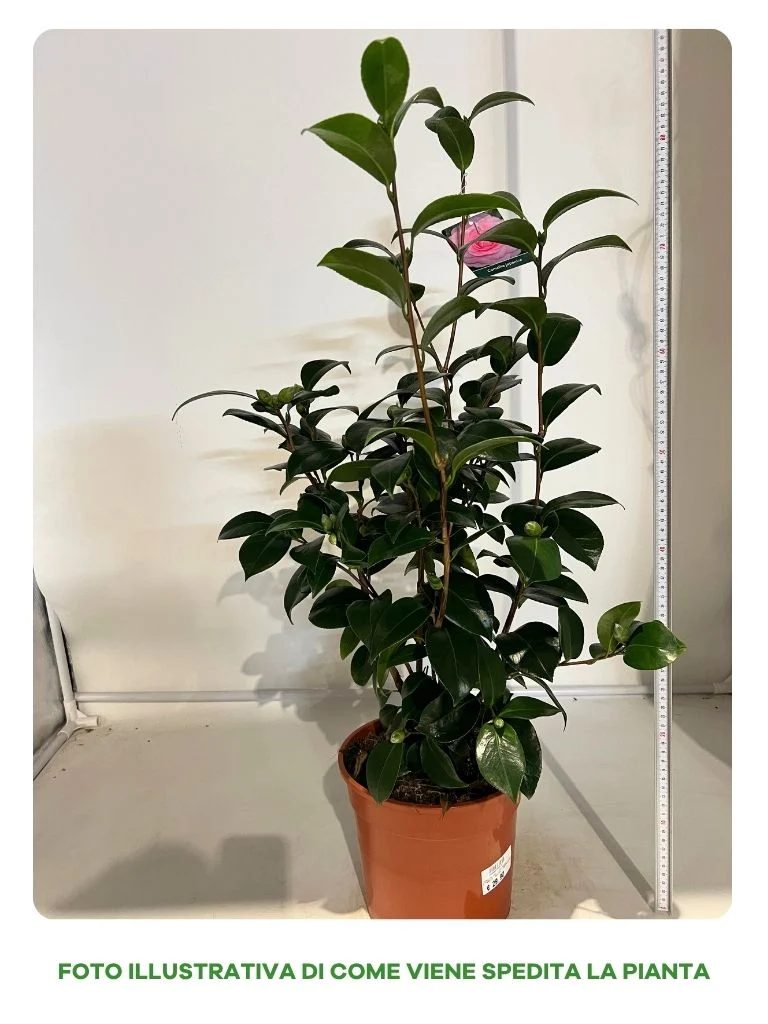 CAMELIA JAPONICA ROSA IN VASO DA 22CM