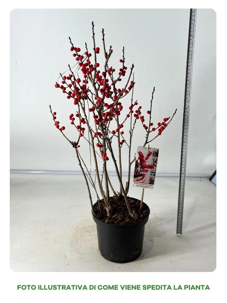 ILEX VERTICILLATA BONFIRE IN VASO DA 17CM