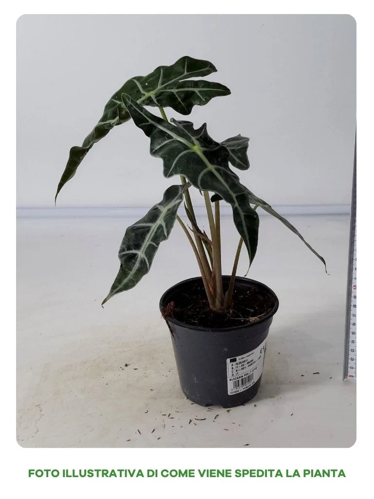 ALOCASIA POLLY IN VASO DA 12CM