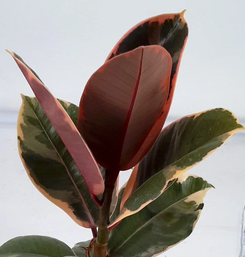 FICUS SHIVERIANA IN VASO DA 12CM