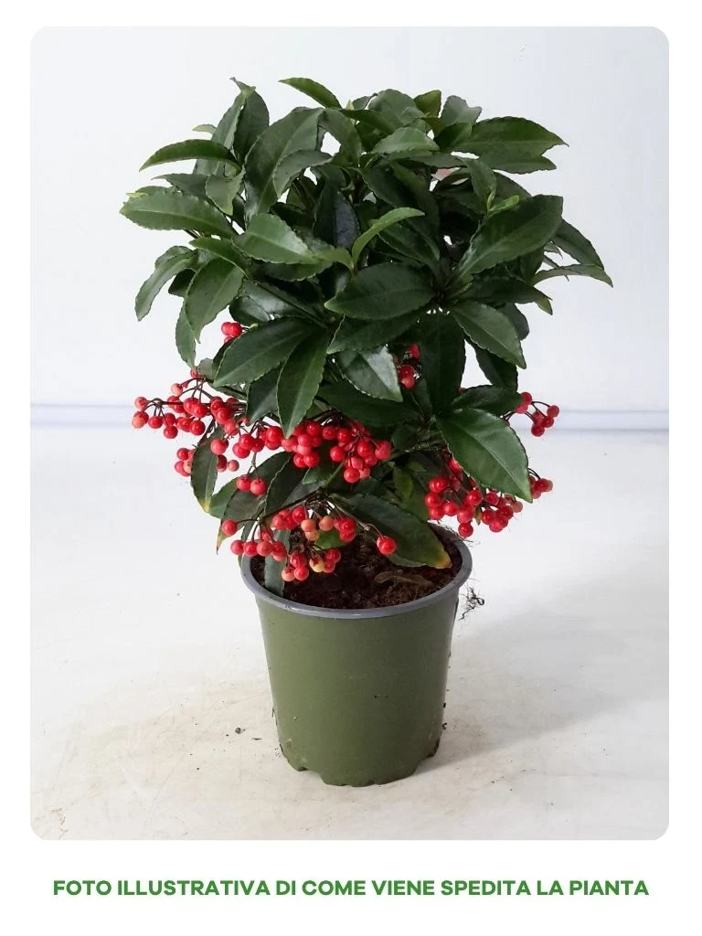 ARDISIA CRENATA IN VASO DA 11CM