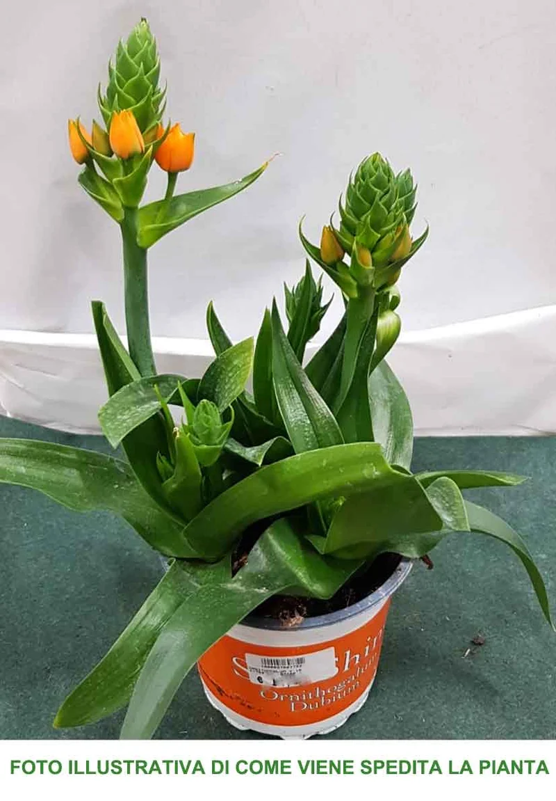 ORNITHOGALUM ARANCIONE VASO 15CM