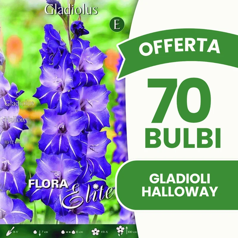 Offerta 70 Bulbi Gladioli Halloway