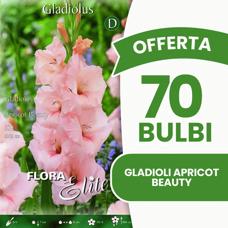 Offerta 70 Bulbi Gladioli Apricot Beauty