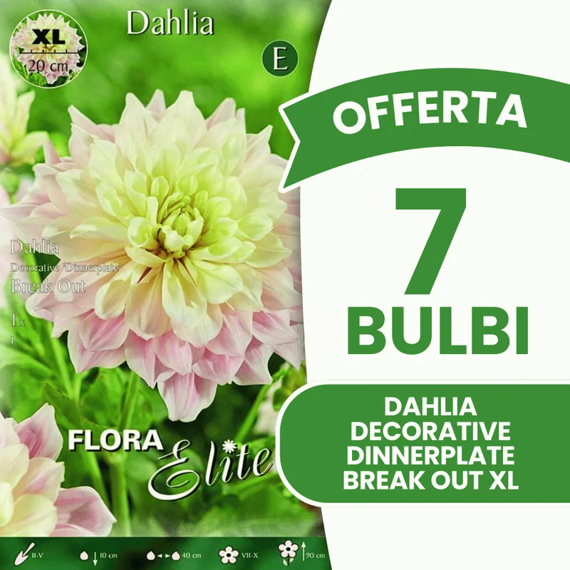 Offerta 7 Bulbi Dahlia Decorative 'Dinnerplate' Break Out XL